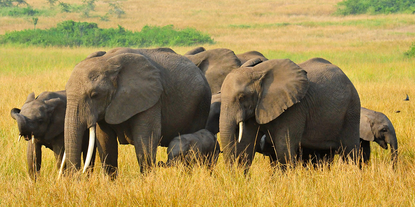 Elephants in Uganda